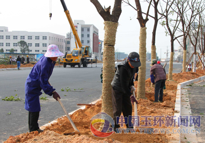 经济开发区：栽种香樟一路绿