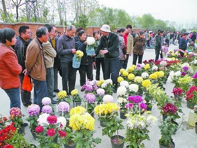 湖北：襄樊花市菊花正俏销