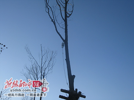河北：裕华道上多棵树木身挂空液瓶 大风中晃动危险