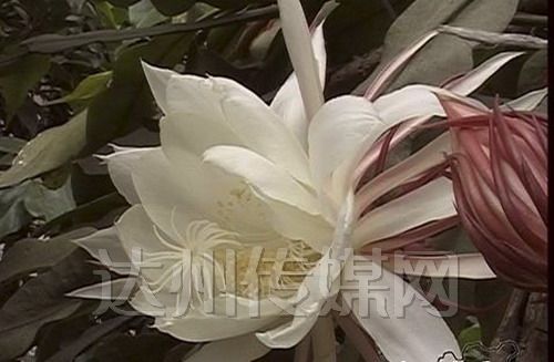 四川：宣汉20岁昙花白天绽放