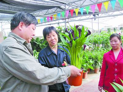 北京市场盆栽马蹄莲上市受关注