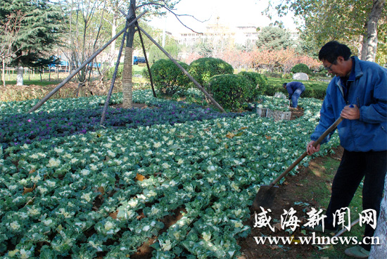 耐寒花卉扮靓人民广场