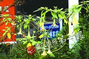 重庆：大礼堂花台发现四株曼陀罗花 这花有毒