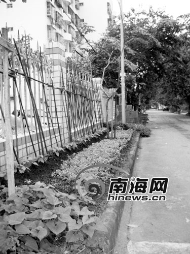 海口街头现“私家菜园” 市民绿化带种菜热情高涨