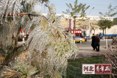 绿化树木结满冰挂 路人惊艳