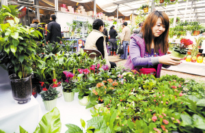 净化室内空气 天津小型绿色植物受热捧