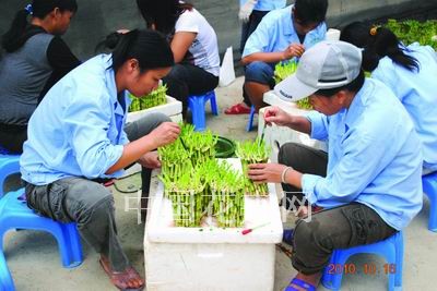 工人正熟练地给富贵竹滴蜡