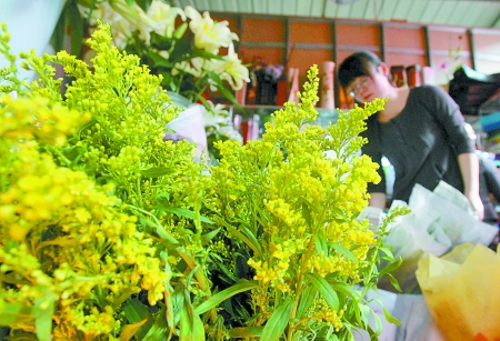 郑州陈寨花卉市场销售“一枝黄” 此花过处寸草不生