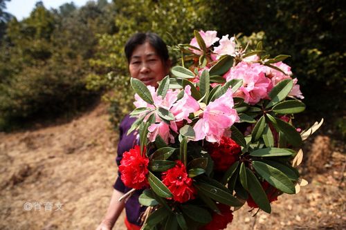 采摘的鲜花