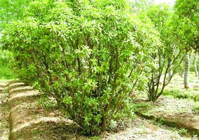 首次就路边树征民意 珍草异木四选一