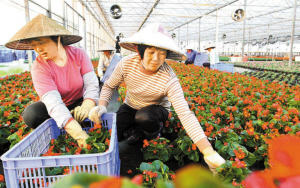 花农们正在整装鲜花运往市内