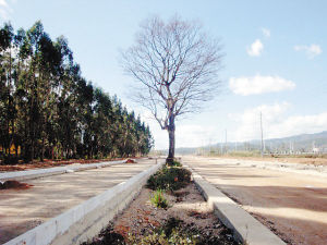 晋宁公路为滇朴“让道”。