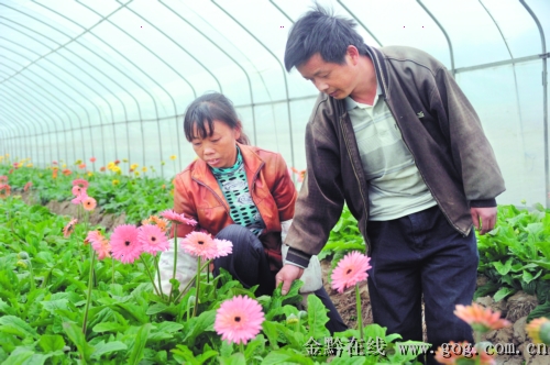 贵州：东风镇麦穰村　花卉种植促农增收