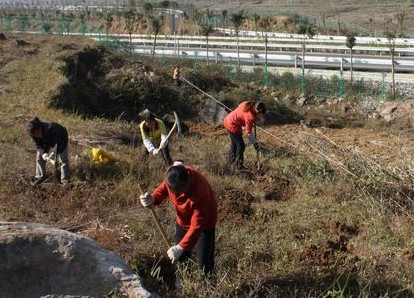 图为板溪乡三角村民正在挖窝整地