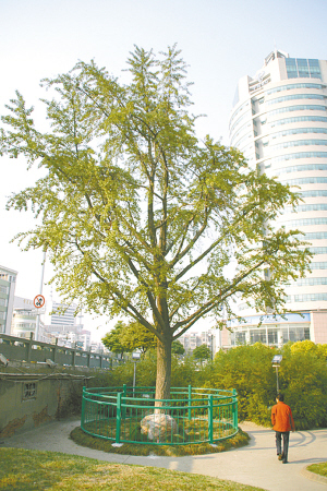 市区解放桥北的百年银杏