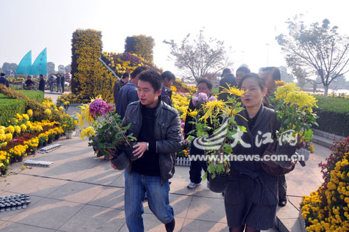 南昌首次义卖菊花