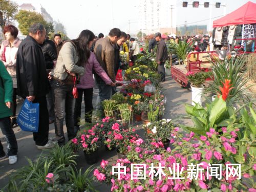 图为乔营花鸟市场顾客购花情景