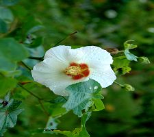 花色从白到粉红瑰丽多变，有山炮仔、拒霜花、千面美人等别名。 