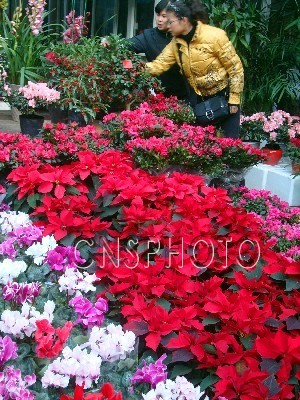 江苏：新年临近 苏州花卉俏