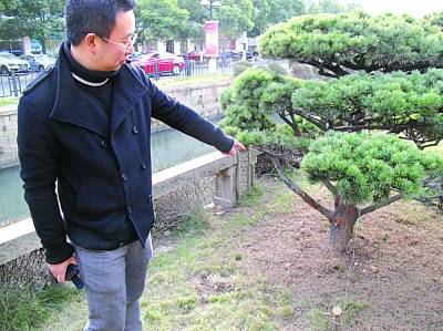 男子开车撞坏5棵树被绿化公司索赔十三万
