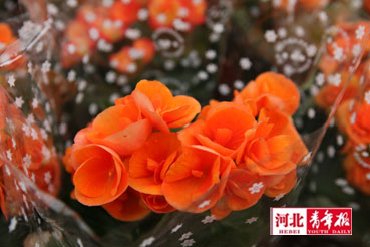 石家庄“万盆鲜花送万家”活动23日启动