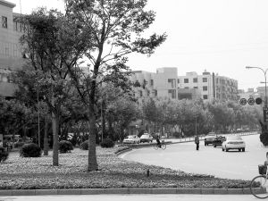 碳汇造林，有利于提高市民生活质量