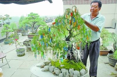 图1夏日，杨自强用夹子在给准备参加绿博会的盆景《野渡无人舟自横》造型