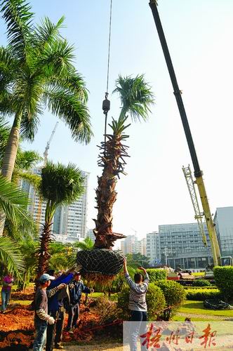 广东梧州：增植花木改造广场绿化