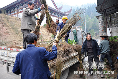 浙江：永嘉县林业局送5.1万株苗木到陡门
