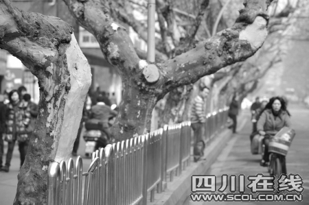 图中圈内就是加了伤口愈合剂的地方