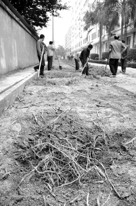 工人正在铲除草地，准备建车棚