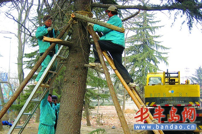 1月30日，绿化工人正在对重新栽种的雪松进行加固。