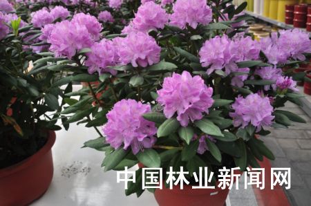 杜鹃