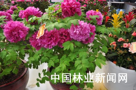 牡丹
