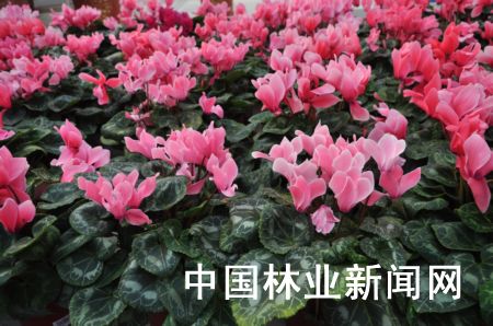 仙客来