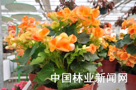 丽格海棠
