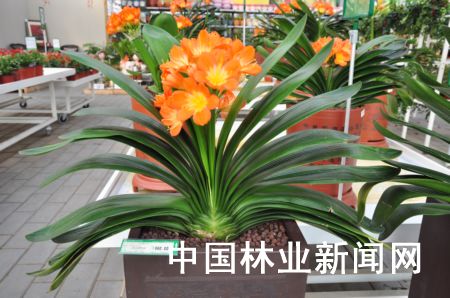 君子兰