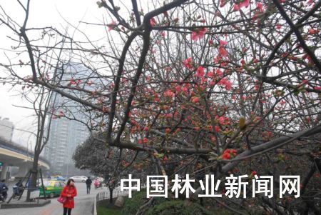 成都街头海棠花早早绽放
