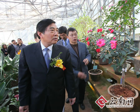 昆明山茶花节开幕 昆明市委书记仇和看茶花 
