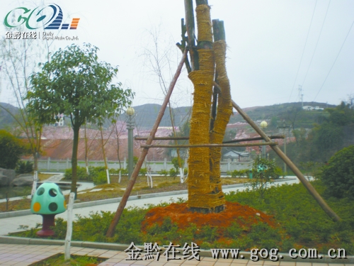 百年野柿树