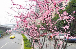 重庆：主城十多种花开放 去看油菜花今年需提前一周