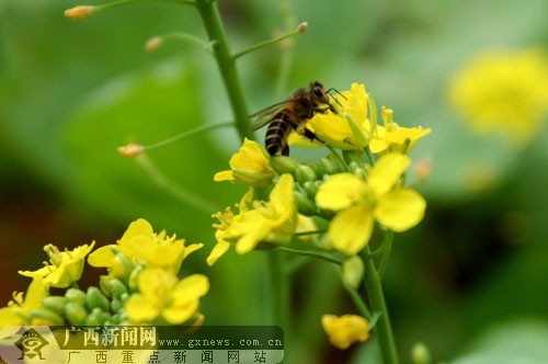 南宁山水桃花节28日开幕 谈莉娜阿娇将秀摇滚歌舞