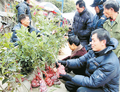 农民朋友正在选购绿化树种和优质果苗