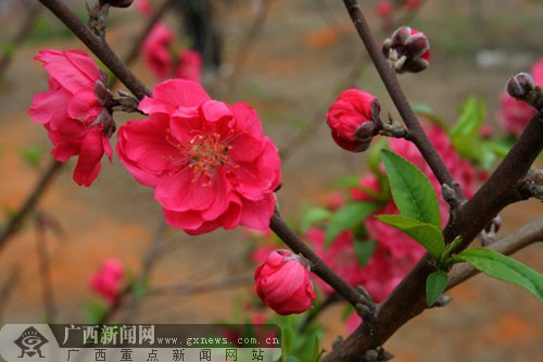 南宁山水桃花节28日开幕 谈莉娜阿娇将秀摇滚歌舞