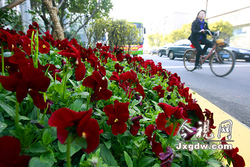 南昌：花儿朵朵开 反常高温催“开”花卉（图）