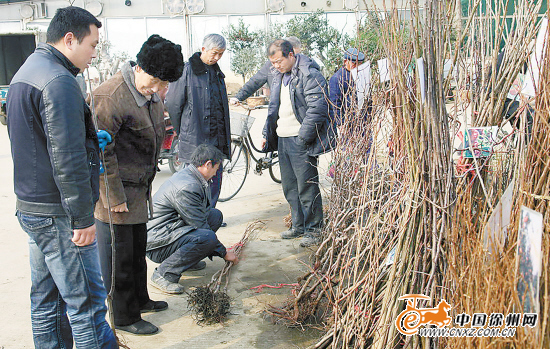 徐州：花木市场冬枣、葡萄、树桩、盆景等苗销售火爆