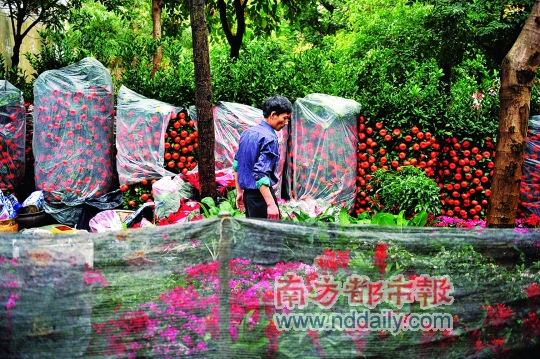 深圳每年都会消耗大量年花年桔，但年后却被任意丢弃