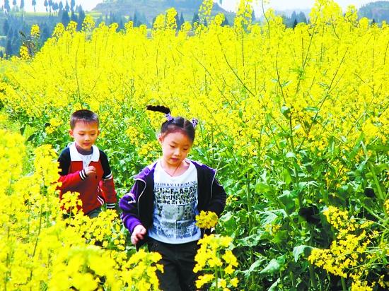 重庆：桃花梨花菜花 有的“谢”有的“红”