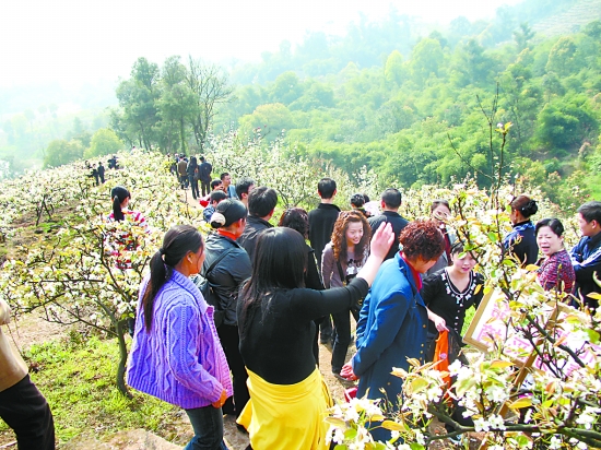 重庆：桃花梨花菜花 有的“谢”有的“红”