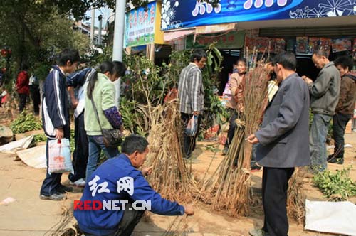 邵阳县黄塘乡陡水村计生村民在出售树苗。